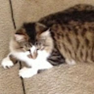 Meet your Posher, Bill